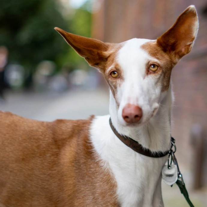 a close up of a dog on a leash