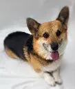 Paxton full.webp
