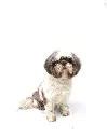 Lola full.webp