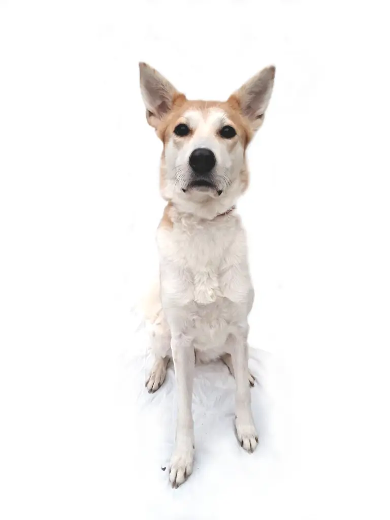 Phoebe full.webp