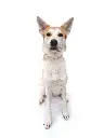Phoebe full.webp
