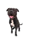 Hippo full.webp