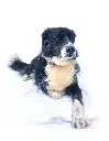 Indie full2.webp