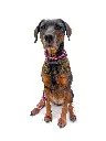 Shiloh full.webp