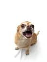 Jimmy full.webp