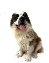 Boas full.webp