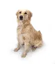 Olle full.webp