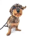 Henry full.webp