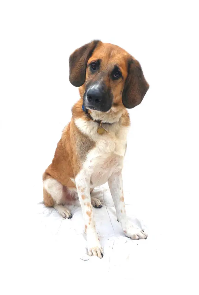 Koda full.webp