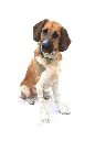 Koda full.webp