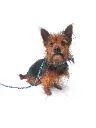 Snuffie full.webp