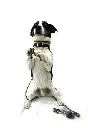 Guus 2.webp