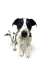 Guus full.webp