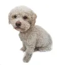 bentley_2.webp