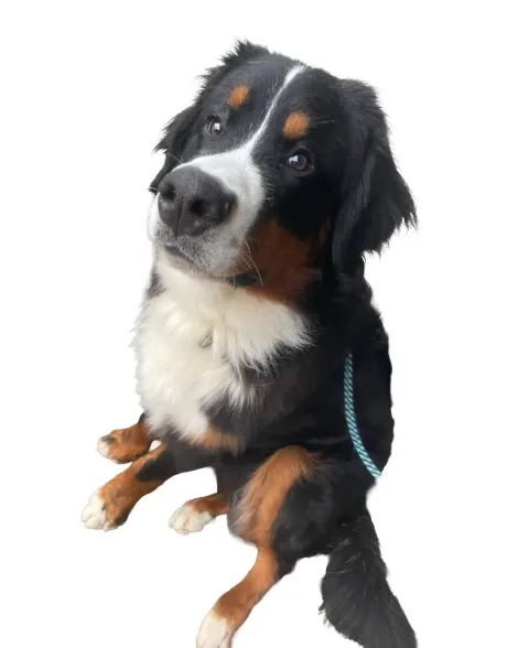 Project Achtergrond verwijderen-2-2.webp