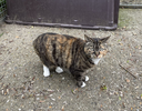 lizzy01.webp