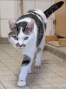 balouN00.webp