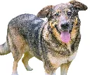 Fientje 2.webp