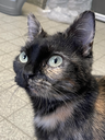 miepie04.webp