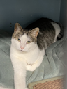 puck02.webp