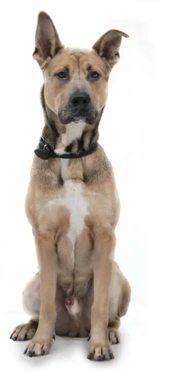 balou_full.webp