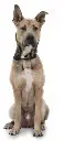 balou_full.webp