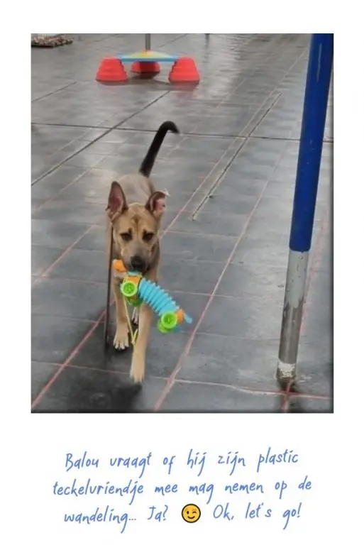 balou1.webp