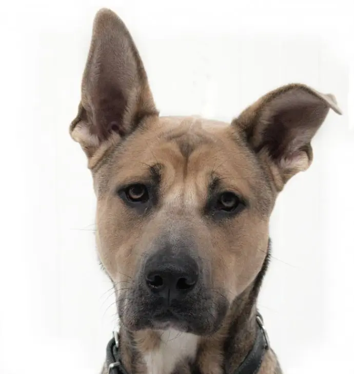 Balou