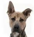 Balou