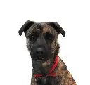 Lowie