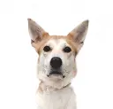 Phoebe