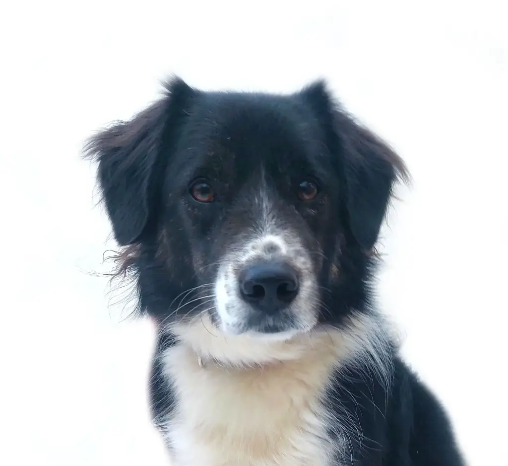 Indie