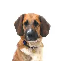 Koda