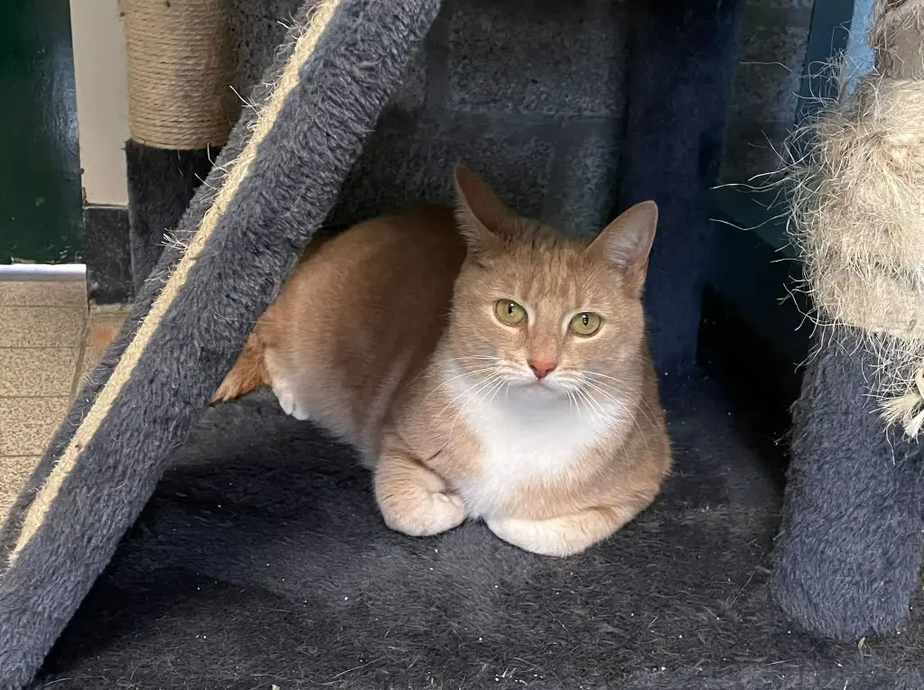 Nala