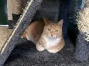 Nala