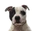 Sipso