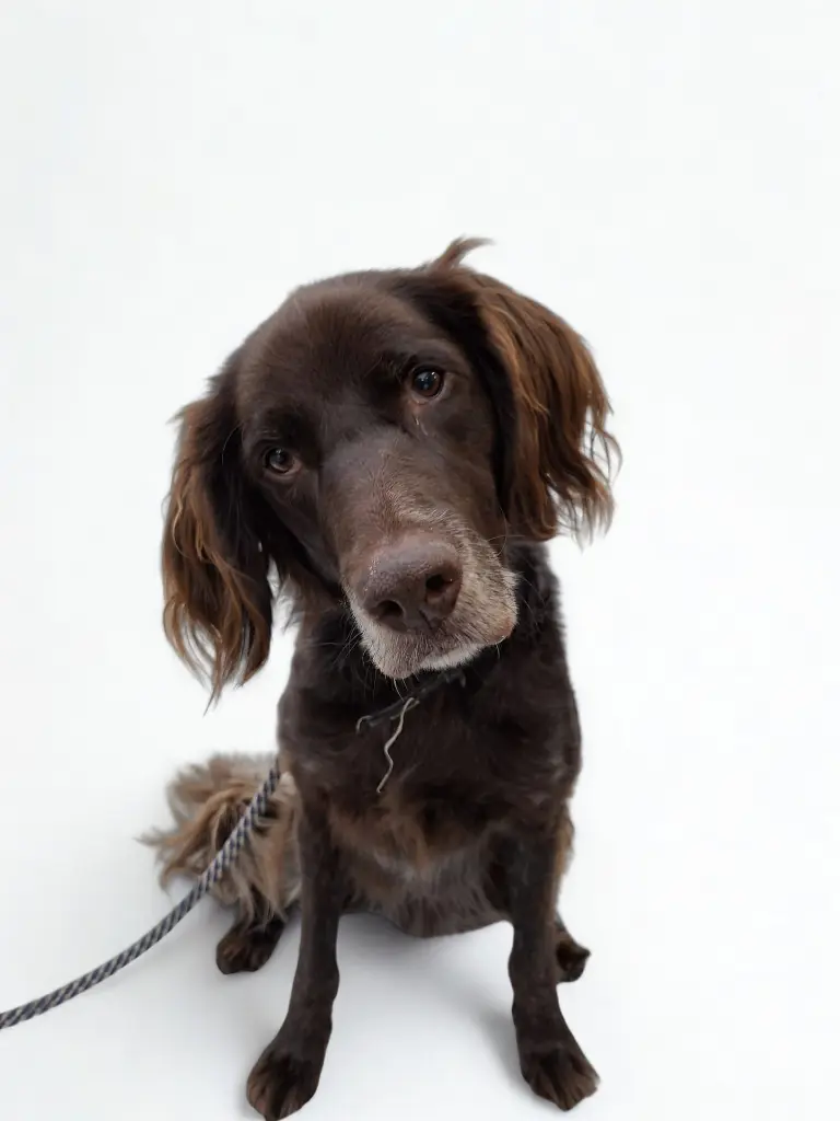 Luca