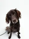 Luca