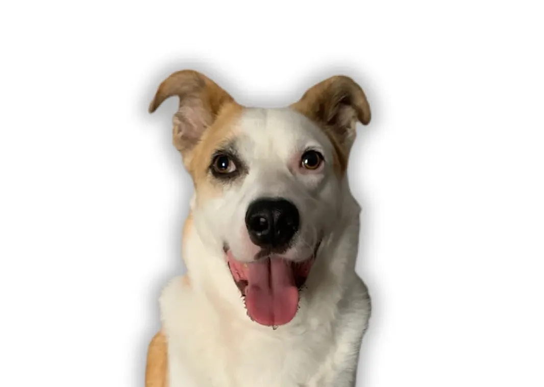 Luca