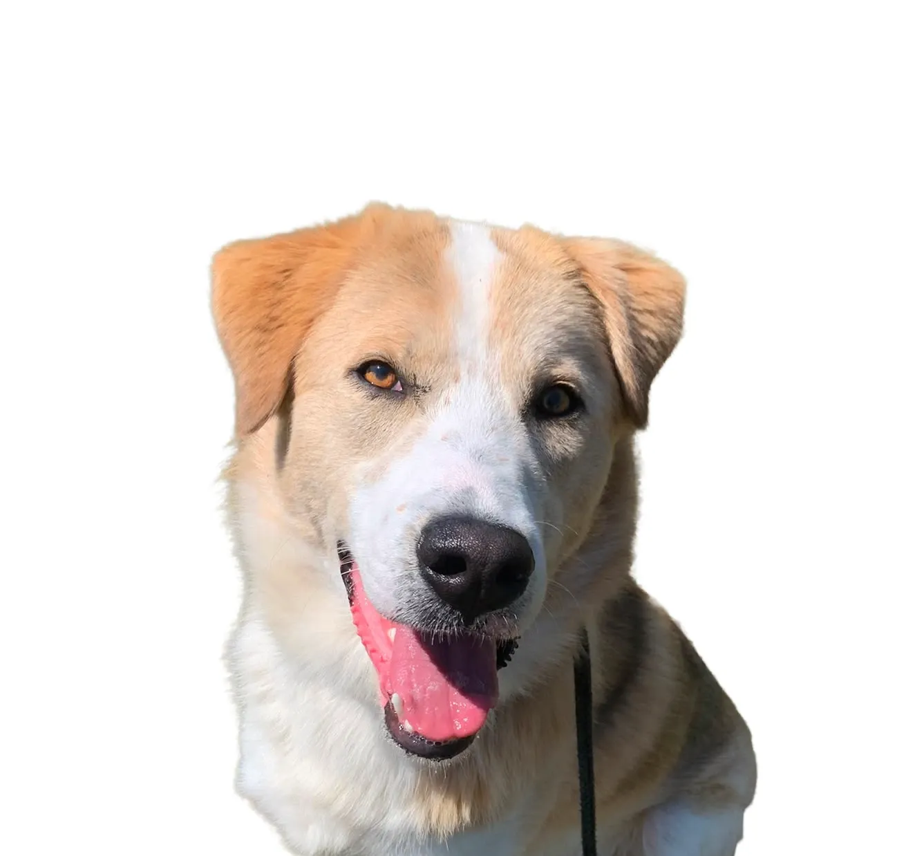 Herman