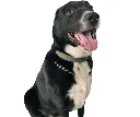 Benji