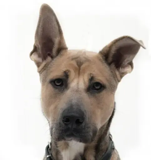 Balou