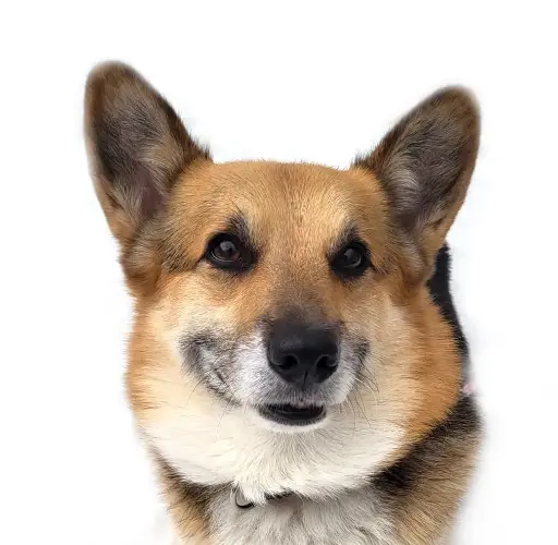 Paxton