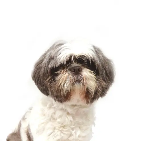 Lola