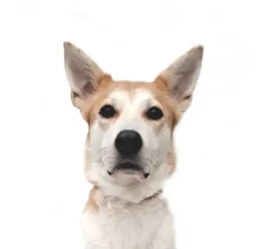 Phoebe