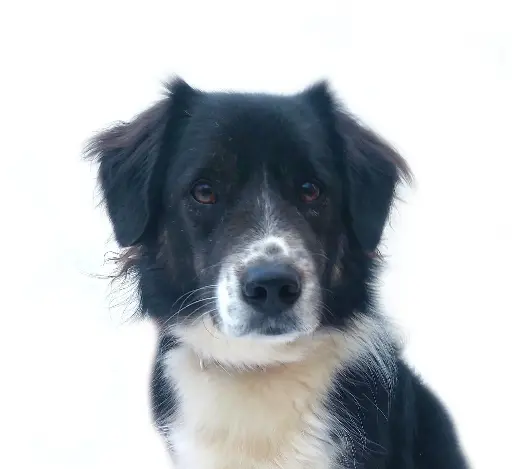 Indie