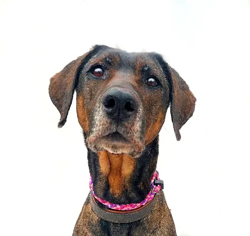 Shiloh