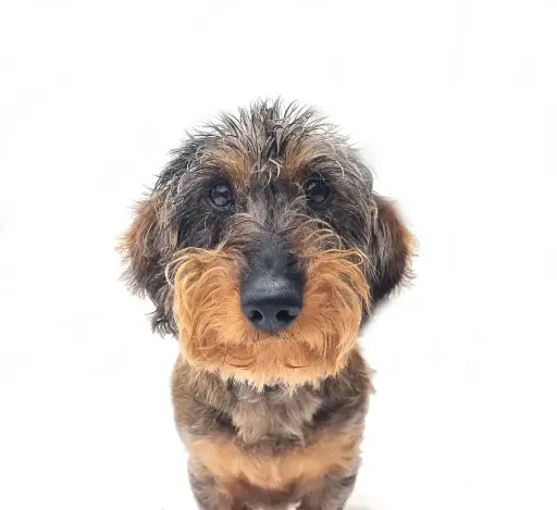Henry