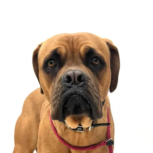 Tika