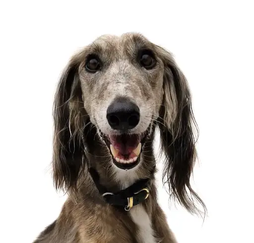 Albi